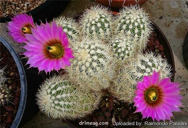 Echinocereus-baileyi-var.-brunispinus1-1