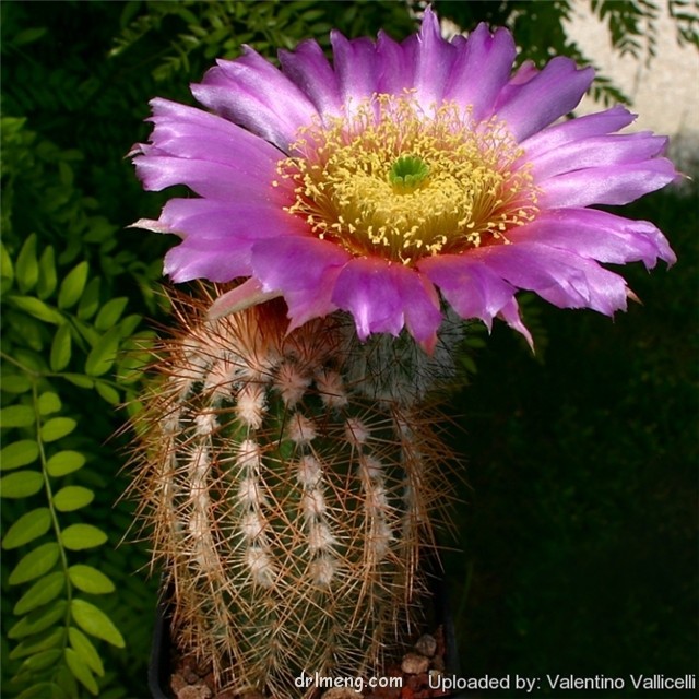 Echinocereus-baileyi-var.-brunispinus1