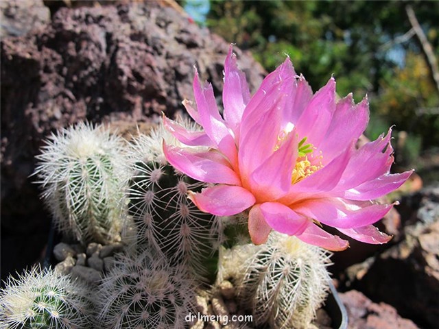 Echinocereus-baileyi4