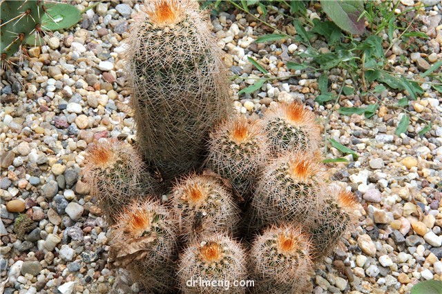 Echinocereus-baileyi5