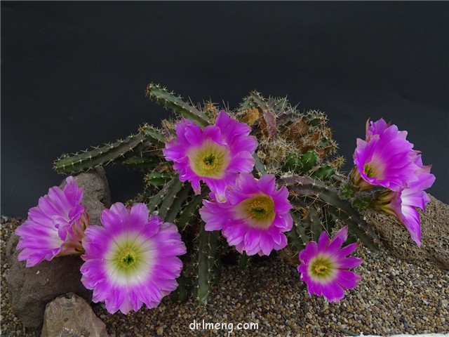 Echinocereus-berlandieri3