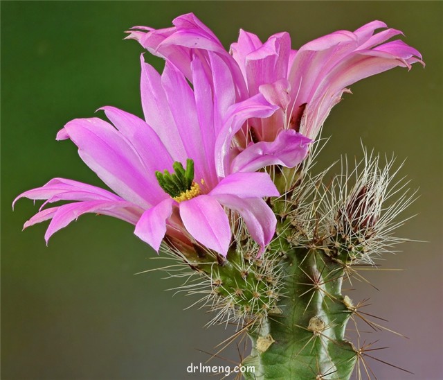 Echinocereus-berlandieri6