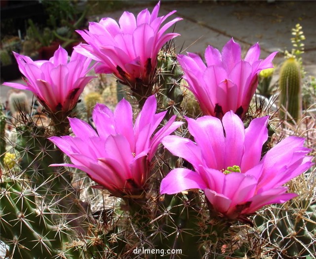 Echinocereus-blanckii2