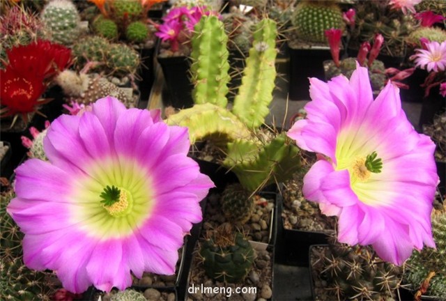 Echinocereus-blanckii3