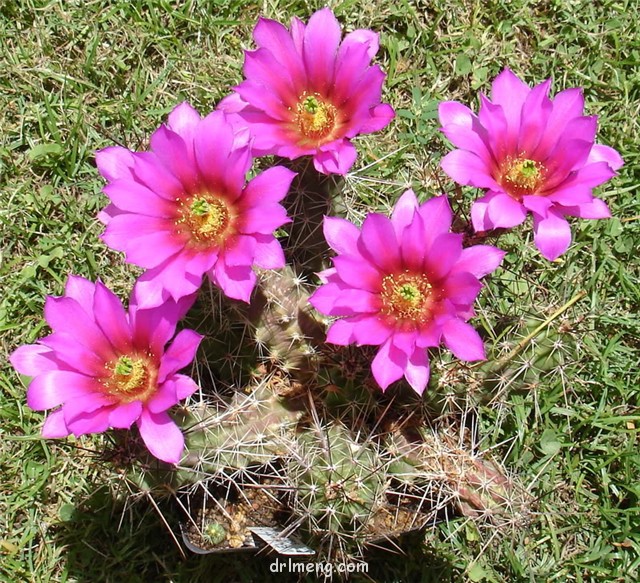 Echinocereus-blanckii4