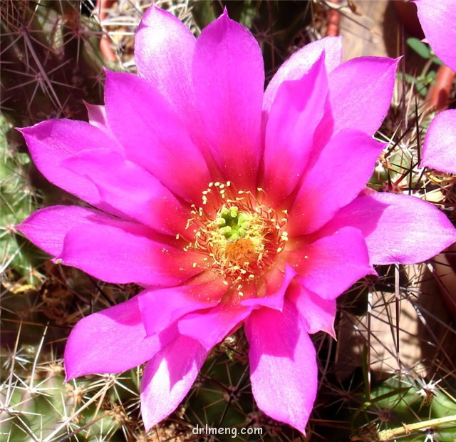 Echinocereus-blanckii5