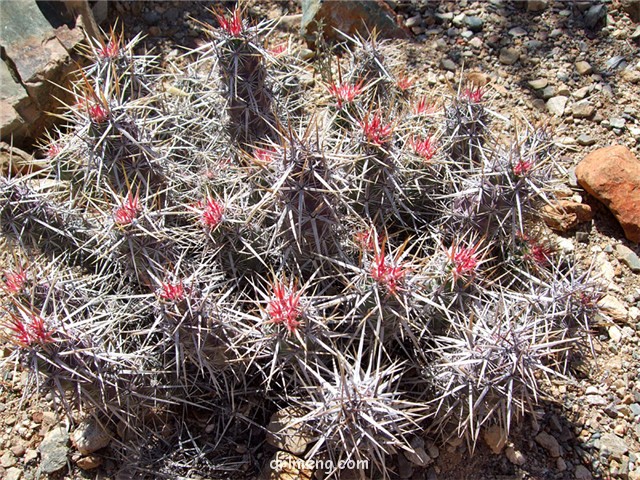 Echinocereus-brandegeei1