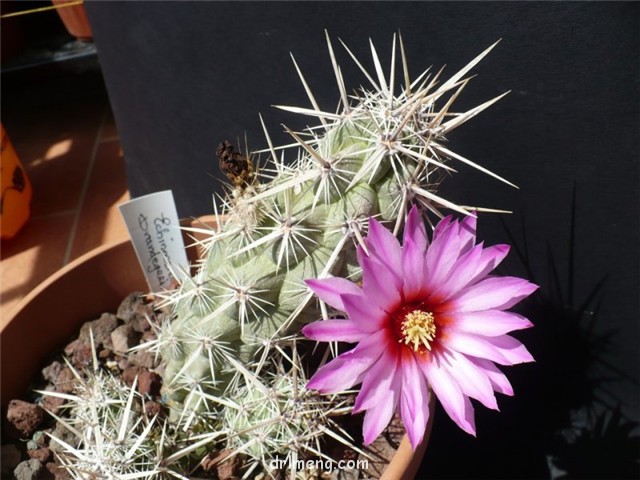 Echinocereus-brandegeei2