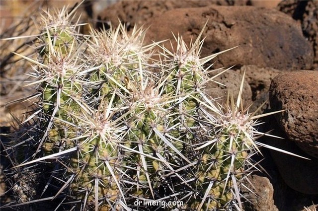 Echinocereus-brandegeei3