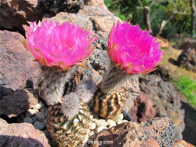 Echinocereus-caespitosus2