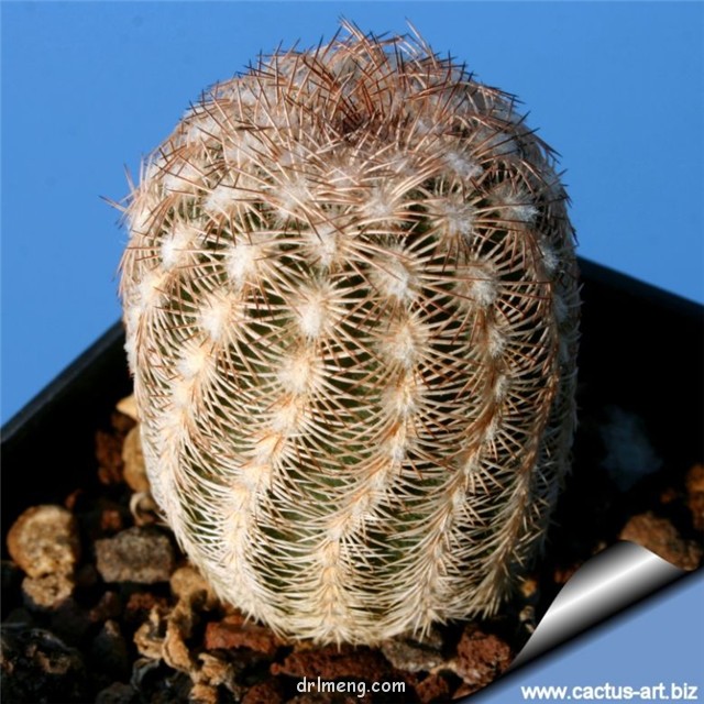 Echinocereus-caespitosus4