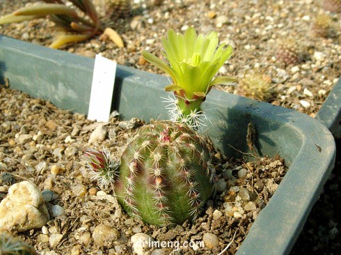 Echinocereus-chloranthus-ssp-rhyolitensis1