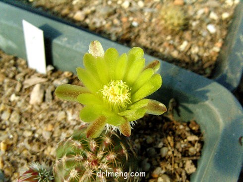 Echinocereus-chloranthus-ssp-rhyolitensis2