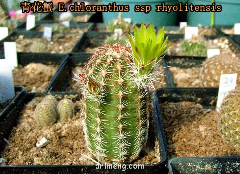 Echinocereus-chloranthus-ssp-rhyolitensis3