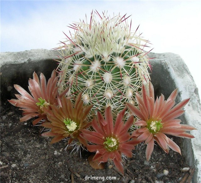 Echinocereus-chloranthus-v.-cylindricus