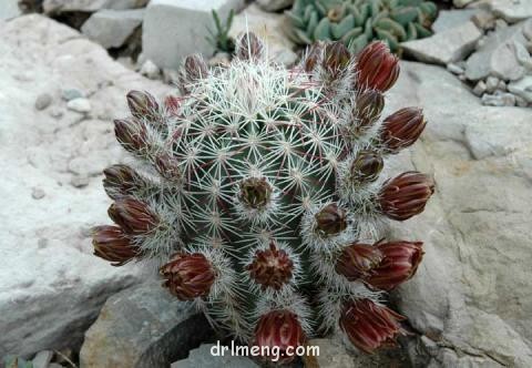 Echinocereus-chloranthus-var.-cylindricus