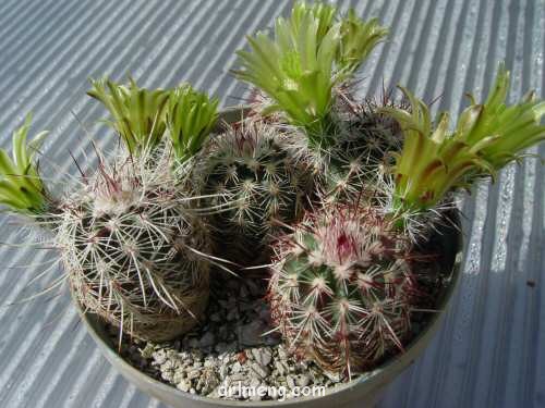 Echinocereus-chloranthus1