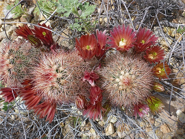 Echinocereus-chloranthus2