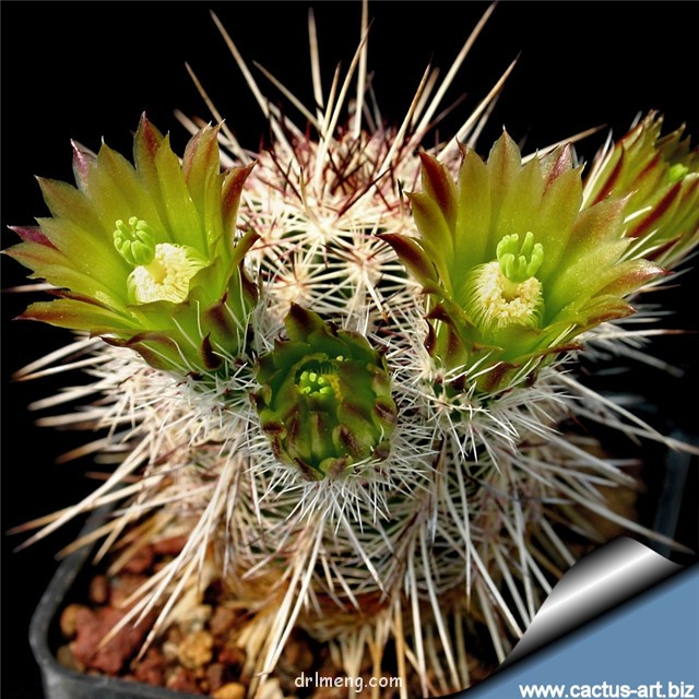 Echinocereus-chloranthus3