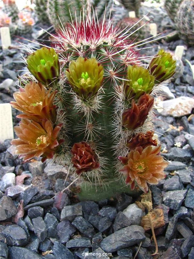 Echinocereus-chloranthus4