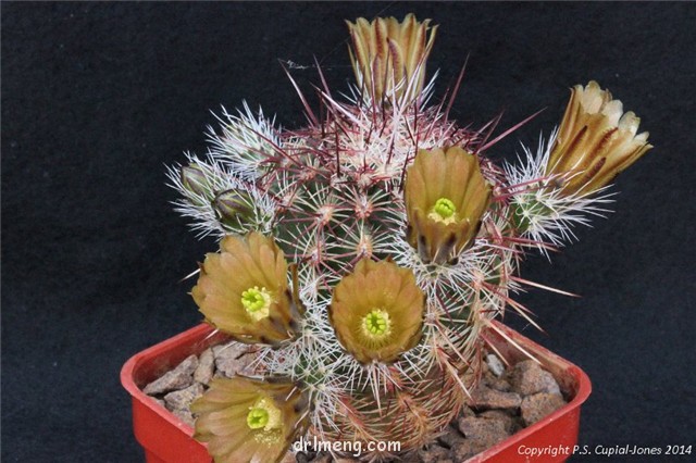 Echinocereus-chloranthus5