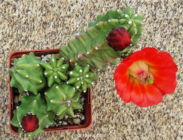 Echinocereus-coccineus-var.-inermis1