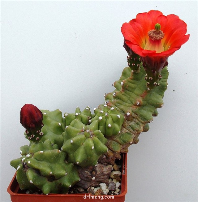 Echinocereus-coccineus-var.-inermis4