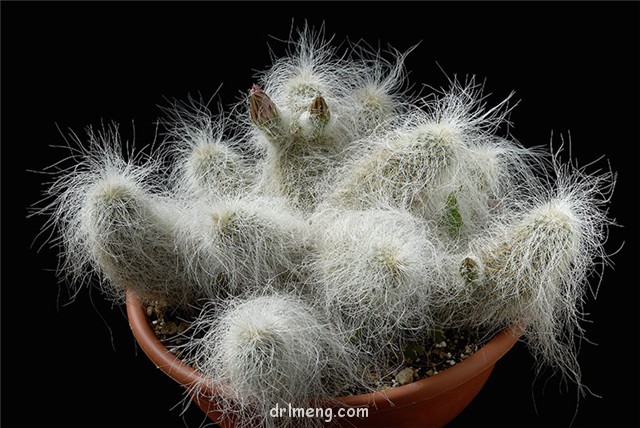 Echinocereus-delaetii5