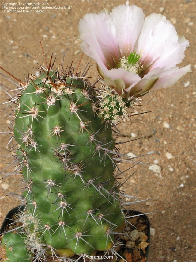 Echinocereus-fendleri-var.-albiflorus