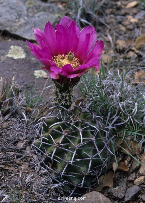 Echinocereus-fendleri-var.-kuenzleri2