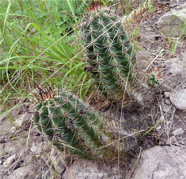 Echinocereus-fendleri-var.-rectispinus1