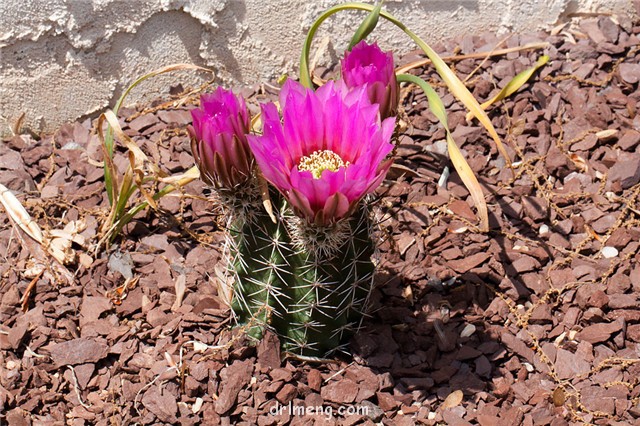 Echinocereus-fendleri-var.-rectispinus3