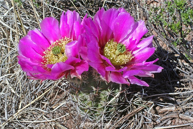 Echinocereus-fendleri1