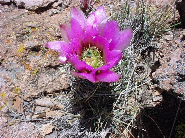 Echinocereus-fendleri3