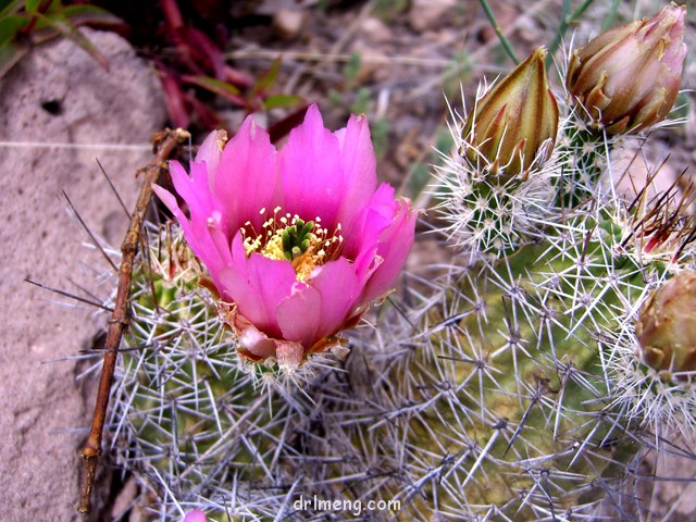 Echinocereus-fendleri4