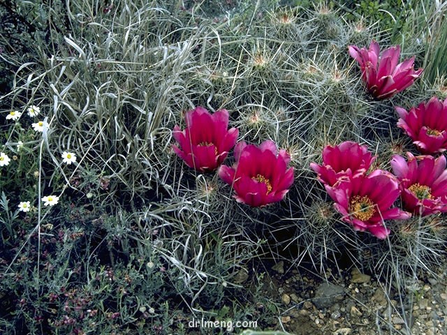 Echinocereus-fendleri5