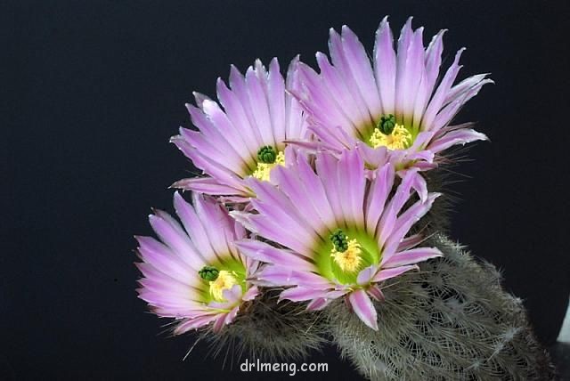 Echinocereus-grandis1