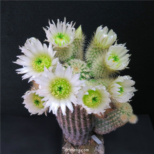 Echinocereus-grandis2