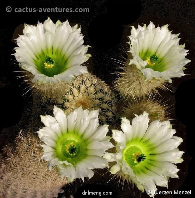 Echinocereus-grandis3