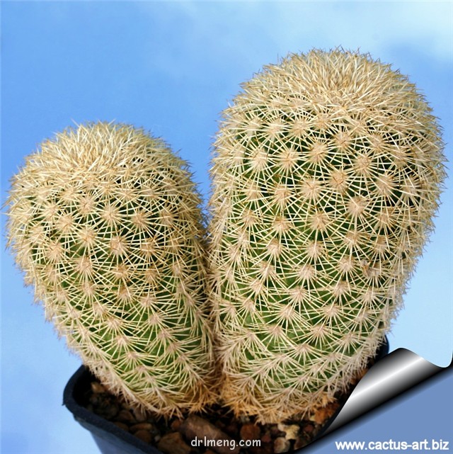 Echinocereus-grandis4