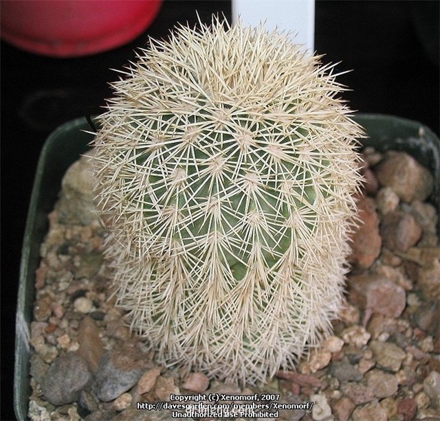 Echinocereus-grandis5