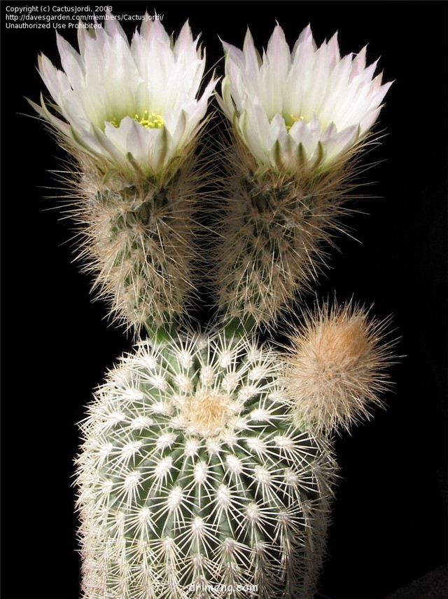 Echinocereus-grandis6