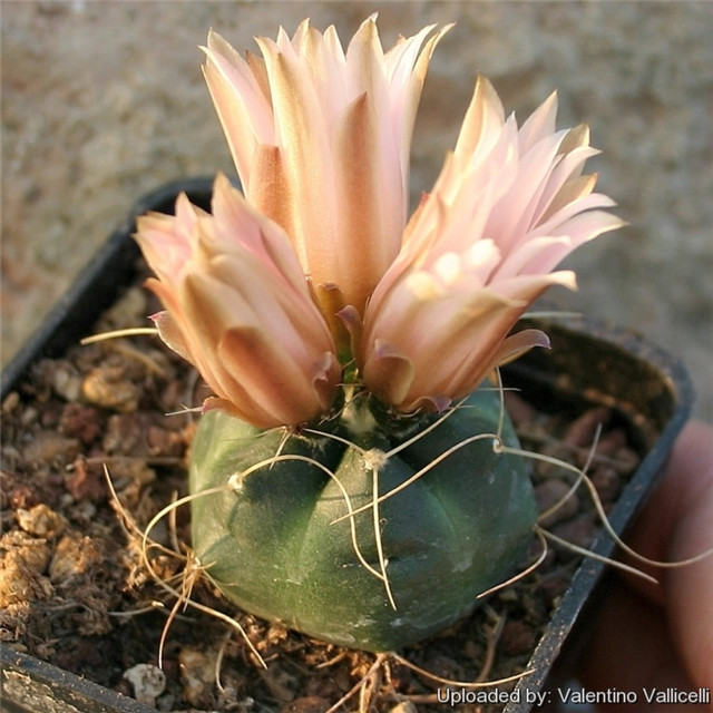 Echinocereus-knippelianus-subs.-kruegeri1