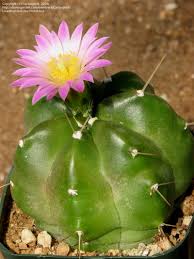 Echinocereus-knippelianus-var.-reyesii1