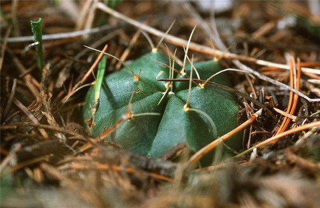 Echinocereus-knippelianus2