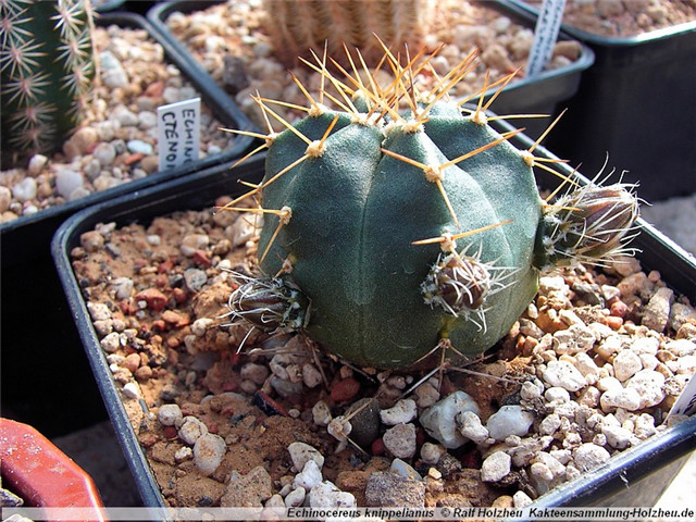 Echinocereus-knippelianus3