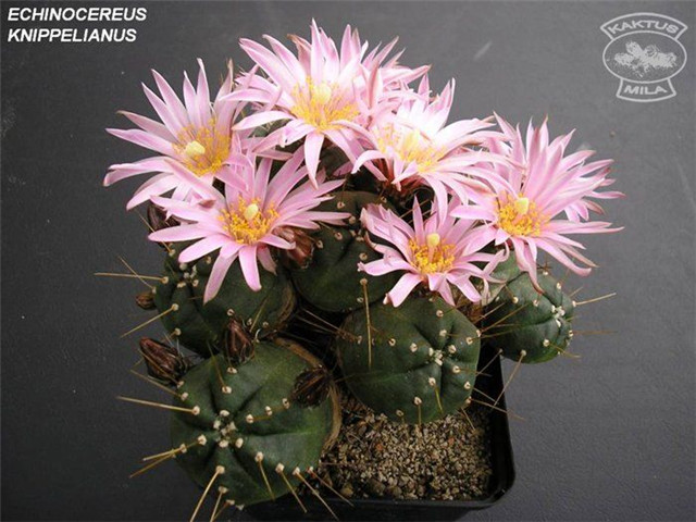 Echinocereus-knippelianus4