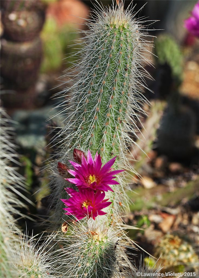 Echinocereus-longisetus-var.-rayonensis1