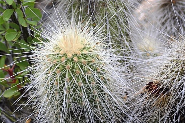 Echinocereus-longisetus1