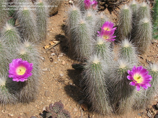 Echinocereus-longisetus2